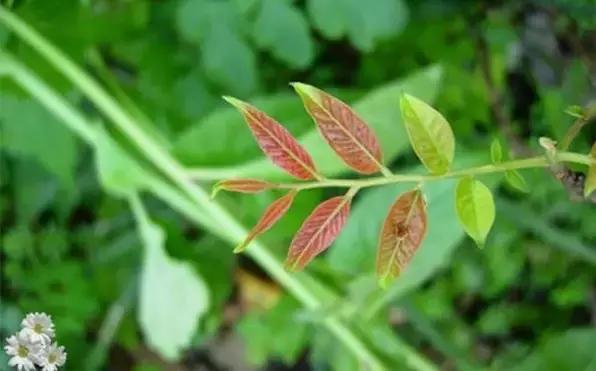 飞虫，用什么方法灭飞虫