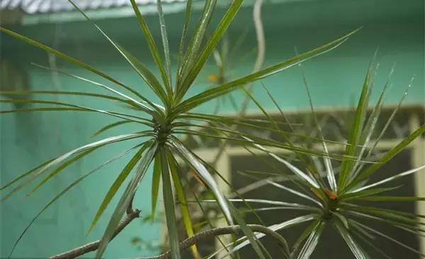 家里养什么植物风水最旺，这八种植物养在家里