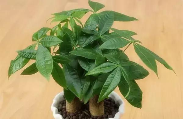 家里养什么植物风水最旺，这八种植物养在家里