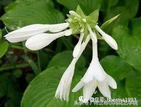 情人节要送什么礼物情人节到了，送你69种花，69种爱~