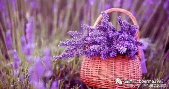 情人节要送什么礼物情人节到了，送你69种花，69种爱~