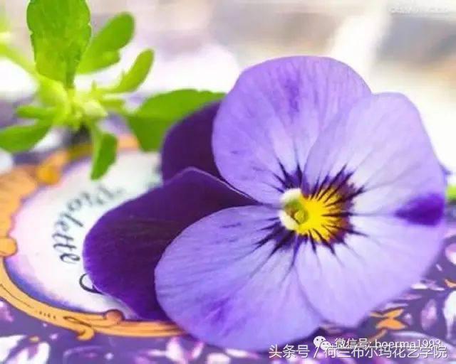 情人节要送什么礼物情人节到了，送你69种花，69种爱~