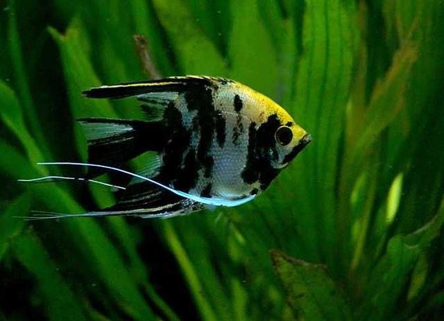 市场最受欢迎的热带观赏鱼，十大受宠的热带观赏鱼