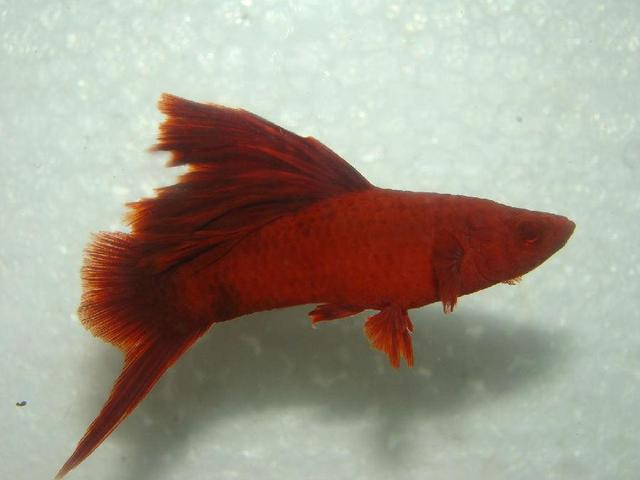 市场最受欢迎的热带观赏鱼，十大受宠的热带观赏鱼