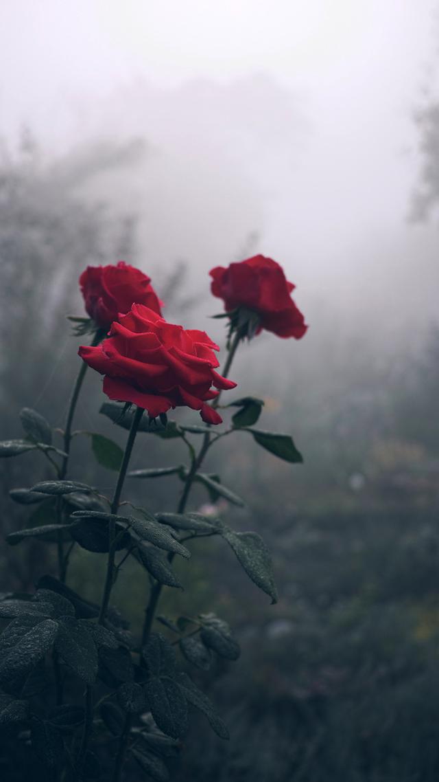 情人节送男友情人节当然是送玫瑰给大家了，请笑纳（玫瑰花壁纸专辑）