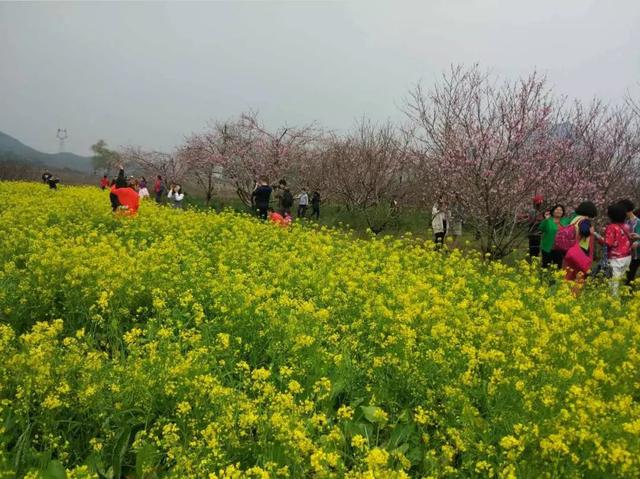 2022年恭城桃花节是几月几日，恭城桃花节如期而至