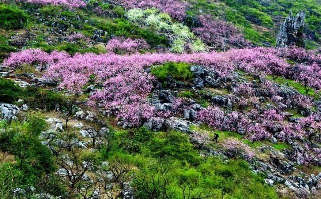 2022年恭城桃花节是几月几日，恭城桃花节如期而至