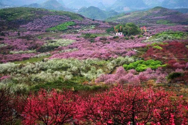 2022年恭城桃花节是几月几日，恭城桃花节如期而至