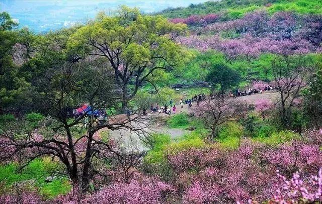 2022年恭城桃花节是几月几日，恭城桃花节如期而至