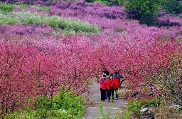 2022年恭城桃花节是几月几日，恭城桃花节如期而至