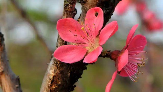 2022年恭城桃花节是几月几日，恭城桃花节如期而至