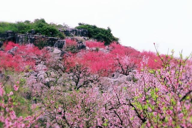 2022年恭城桃花节是几月几日，恭城桃花节如期而至