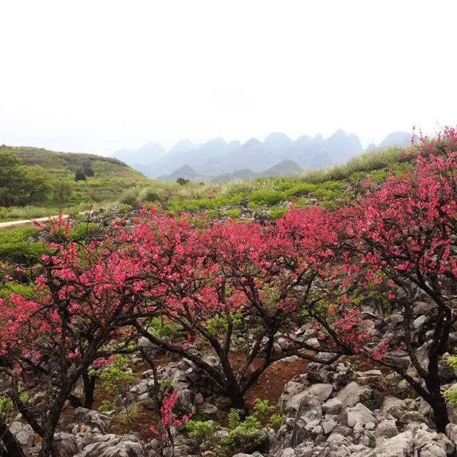 2022年恭城桃花节是几月几日，恭城桃花节如期而至