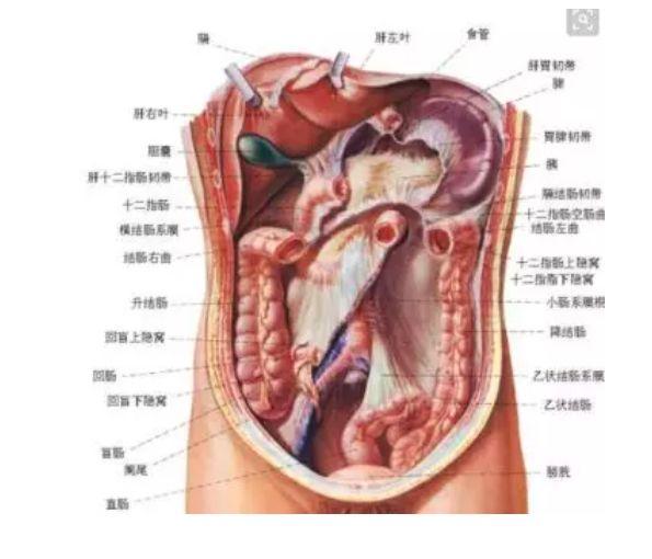肚子应该是软的还是硬的，肚子到底是哪里在痛都没搞清楚