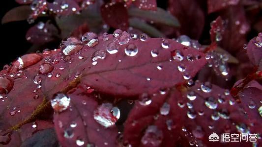 春雨贵如油是俗语还是谚语，史上最有趣的几首打油诗