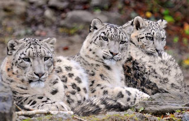 所有十大变异双头动物，独眼鲨……这些神奇的变异生物真的存在吗