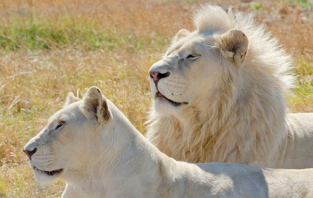 所有十大变异双头动物，独眼鲨……这些神奇的变异生物真的存在吗