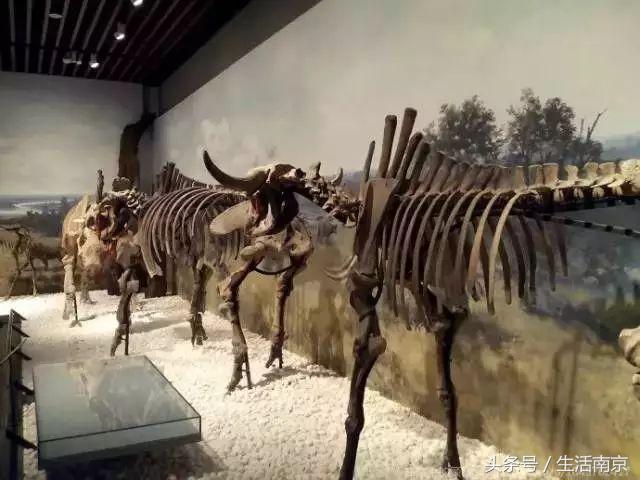 这才是南京人过年最值得去的17个地方，南京旅游攻略春节