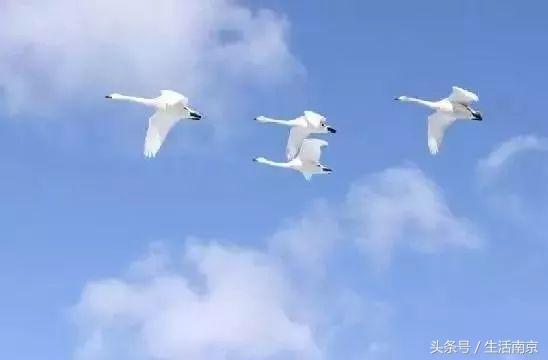 这才是南京人过年最值得去的17个地方，南京旅游攻略春节