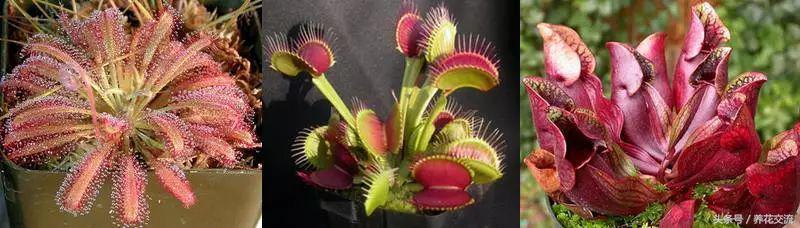 北方养食虫植物怎么养，新手买这3种食虫植物就能轻松种活