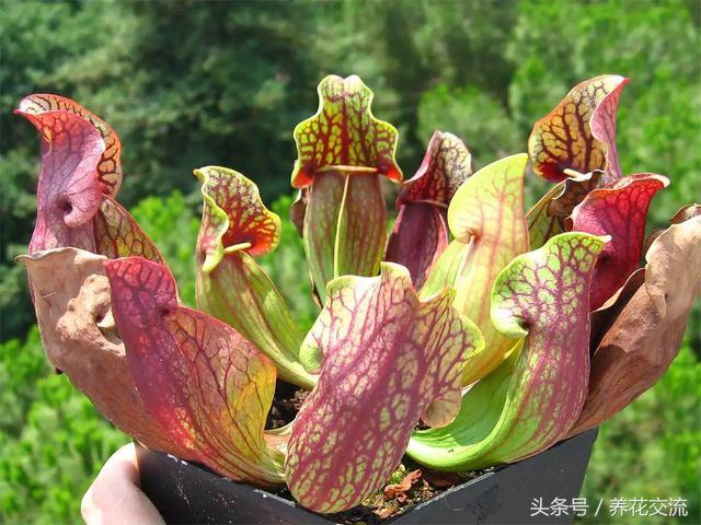 北方养食虫植物怎么养，新手买这3种食虫植物就能轻松种活