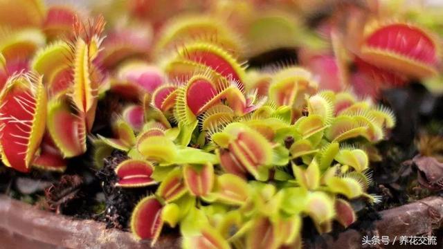 北方养食虫植物怎么养，新手买这3种食虫植物就能轻松种活
