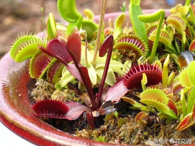 北方养食虫植物怎么养，新手买这3种食虫植物就能轻松种活