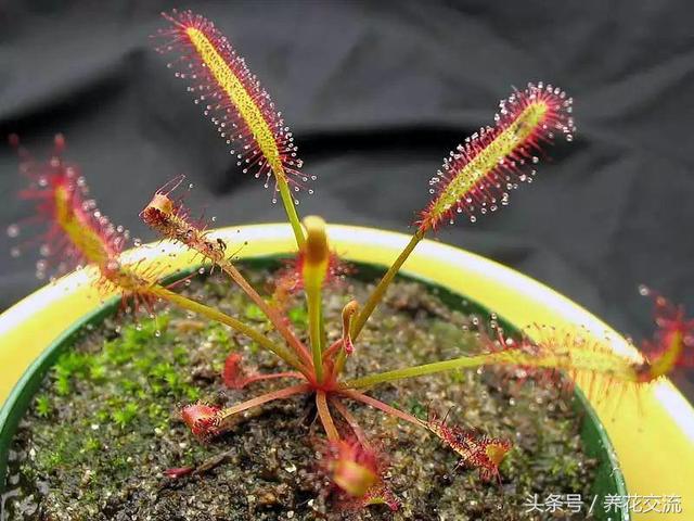 北方养食虫植物怎么养，新手买这3种食虫植物就能轻松种活