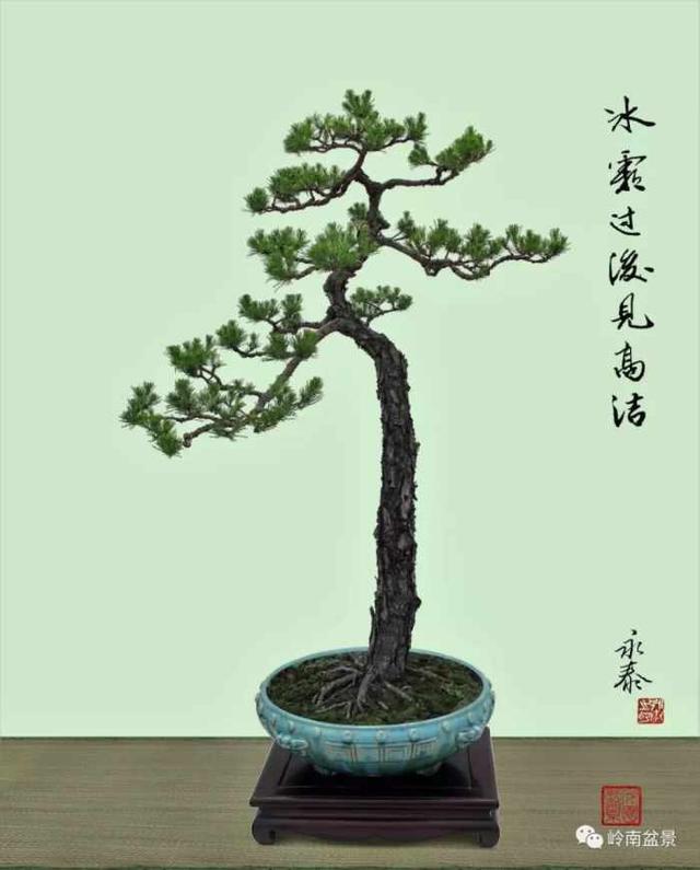 树木盆景常见的五种造型和特点，树木盆景主要形式造型实例七健状丛林式