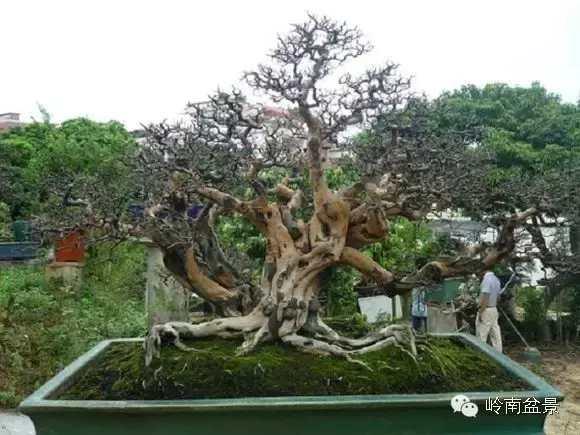树木盆景常见的五种造型和特点，树木盆景主要形式造型实例七健状丛林式