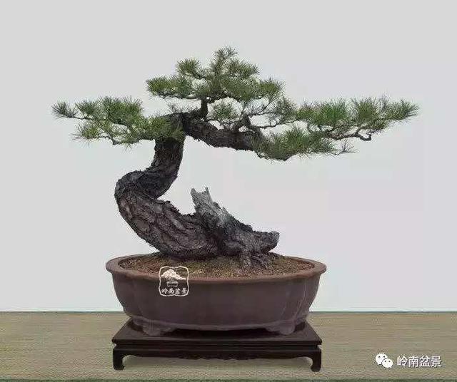 树木盆景常见的五种造型和特点，树木盆景主要形式造型实例七健状丛林式