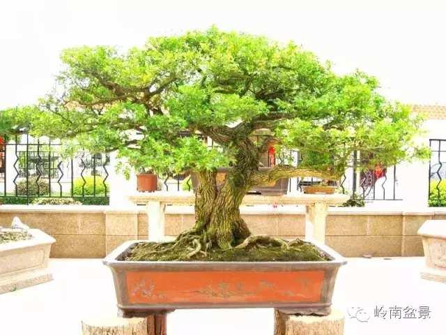 树木盆景常见的五种造型和特点，树木盆景主要形式造型实例七健状丛林式