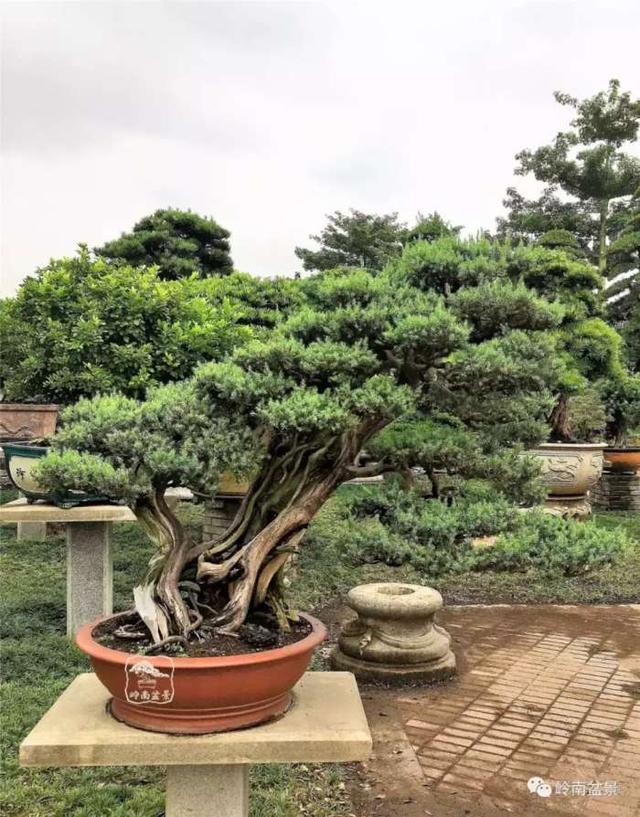 树木盆景常见的五种造型和特点，树木盆景主要形式造型实例七健状丛林式