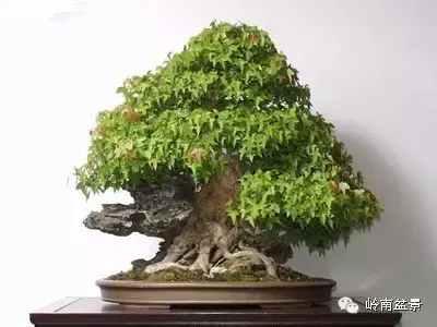 树木盆景常见的五种造型和特点，树木盆景主要形式造型实例七健状丛林式