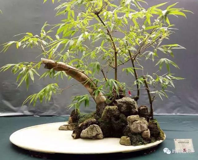 树木盆景常见的五种造型和特点，树木盆景主要形式造型实例七健状丛林式