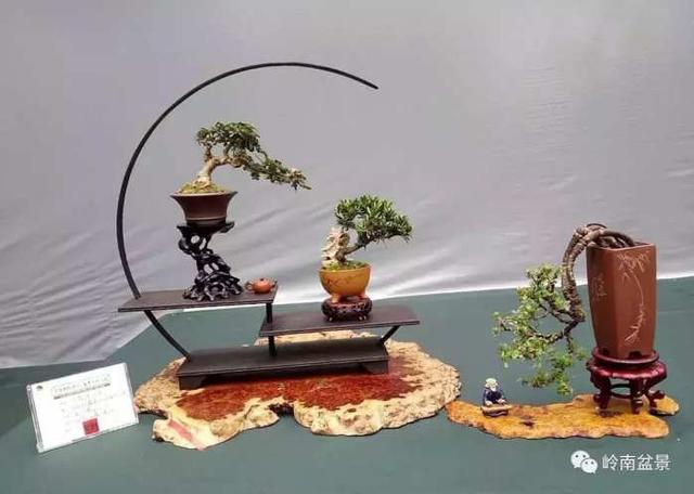 树木盆景常见的五种造型和特点，树木盆景主要形式造型实例七健状丛林式