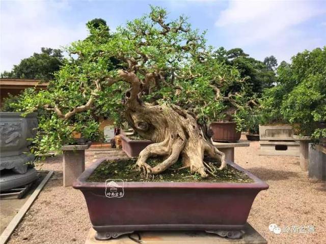 树木盆景常见的五种造型和特点，树木盆景主要形式造型实例七健状丛林式