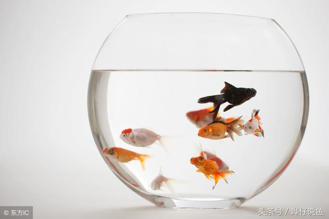 鱼缸用什么养鱼最好，如何选择适合自己的鱼缸