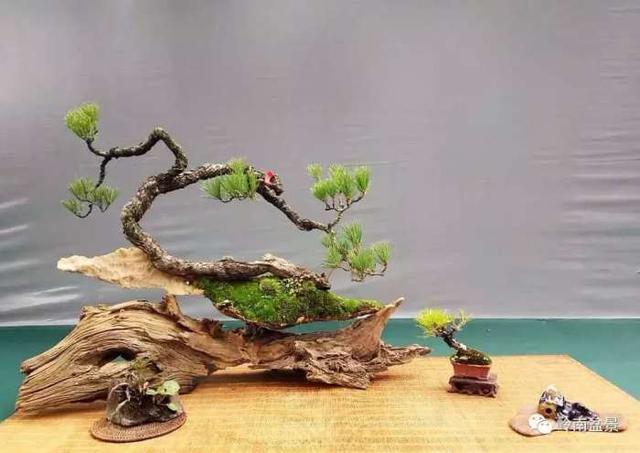 树木盆景常见的五种造型和特点，树木盆景主要形式造型实例七健状丛林式