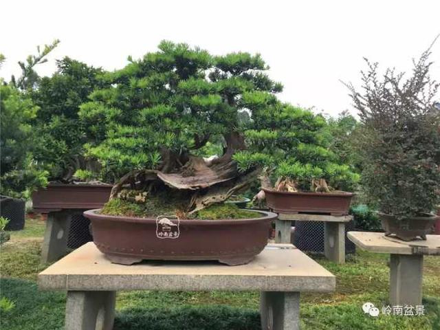 树木盆景常见的五种造型和特点，树木盆景主要形式造型实例七健状丛林式