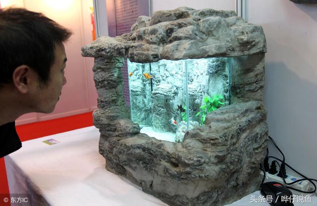 鱼缸用什么养鱼最好，如何选择适合自己的鱼缸