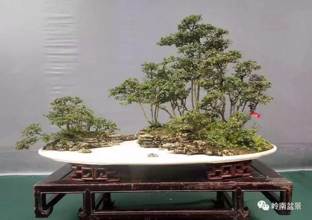 树木盆景常见的五种造型和特点，树木盆景主要形式造型实例七健状丛林式