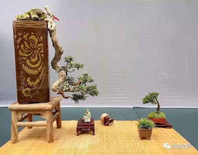 树木盆景常见的五种造型和特点，树木盆景主要形式造型实例七健状丛林式