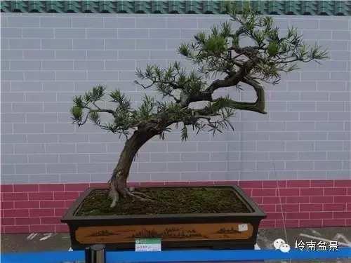 树木盆景常见的五种造型和特点，树木盆景主要形式造型实例七健状丛林式
