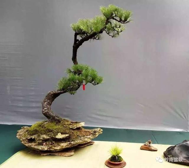 树木盆景常见的五种造型和特点，树木盆景主要形式造型实例七健状丛林式