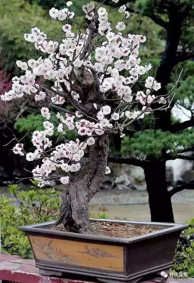 树木盆景常见的五种造型和特点，树木盆景主要形式造型实例七健状丛林式