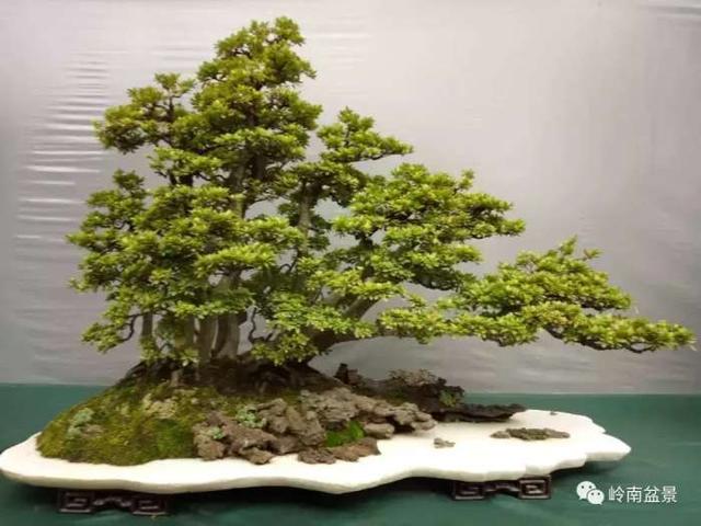 树木盆景常见的五种造型和特点，树木盆景主要形式造型实例七健状丛林式
