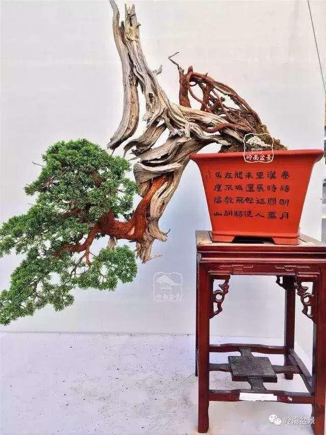 树木盆景常见的五种造型和特点，树木盆景主要形式造型实例七健状丛林式