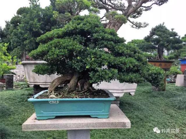 树木盆景常见的五种造型和特点，树木盆景主要形式造型实例七健状丛林式