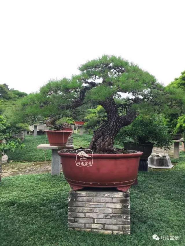 树木盆景常见的五种造型和特点，树木盆景主要形式造型实例七健状丛林式